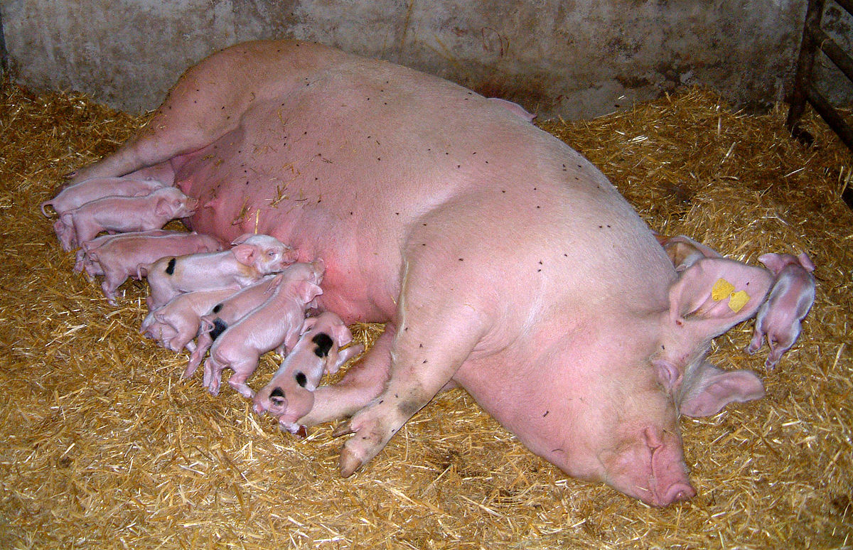Hotelowanie świń i zjadliwa grypa