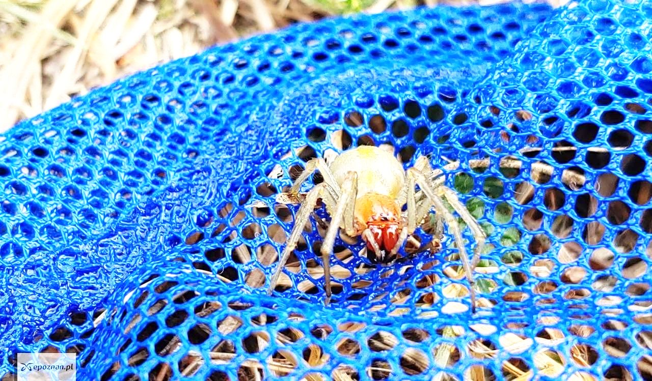 Jadowity pająk w lasach powiatu obornickiego