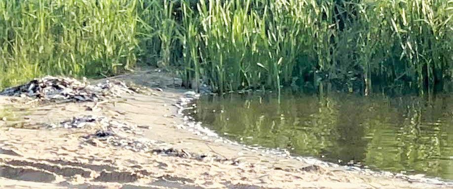 Letnia przyducha przyczyną śnięcia ryb w Rogoźnie
