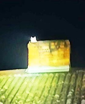Kot w kominie