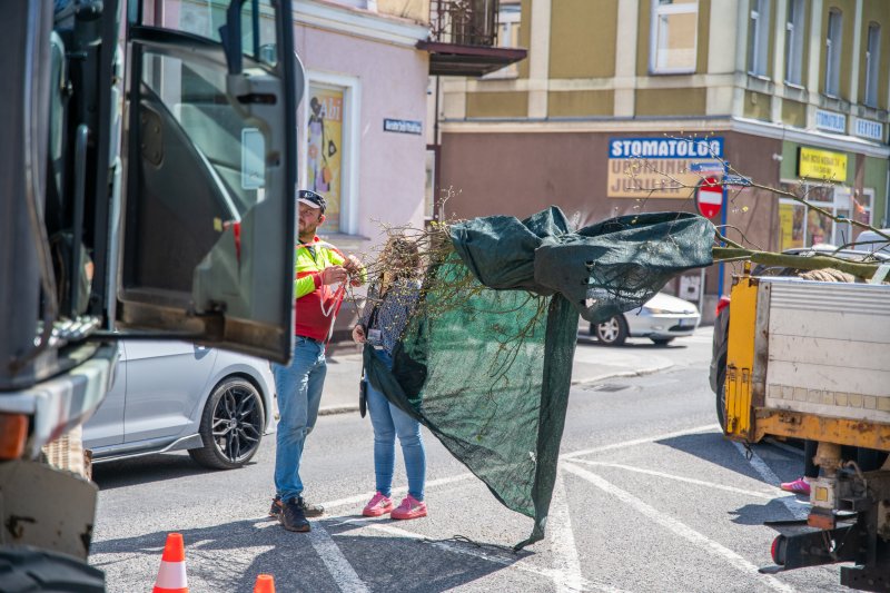 Nowa lipa na Piłsudskiego. Stare drzewo musiało ustąpić